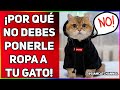 ¡POR QUÉ NO DEBES PONERLE ROPA A TU GATO! DESCUBRE LAS RAZONES - SiamCatChannel