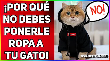 ¿Las pulgas del gato se adhieren a la ropa?