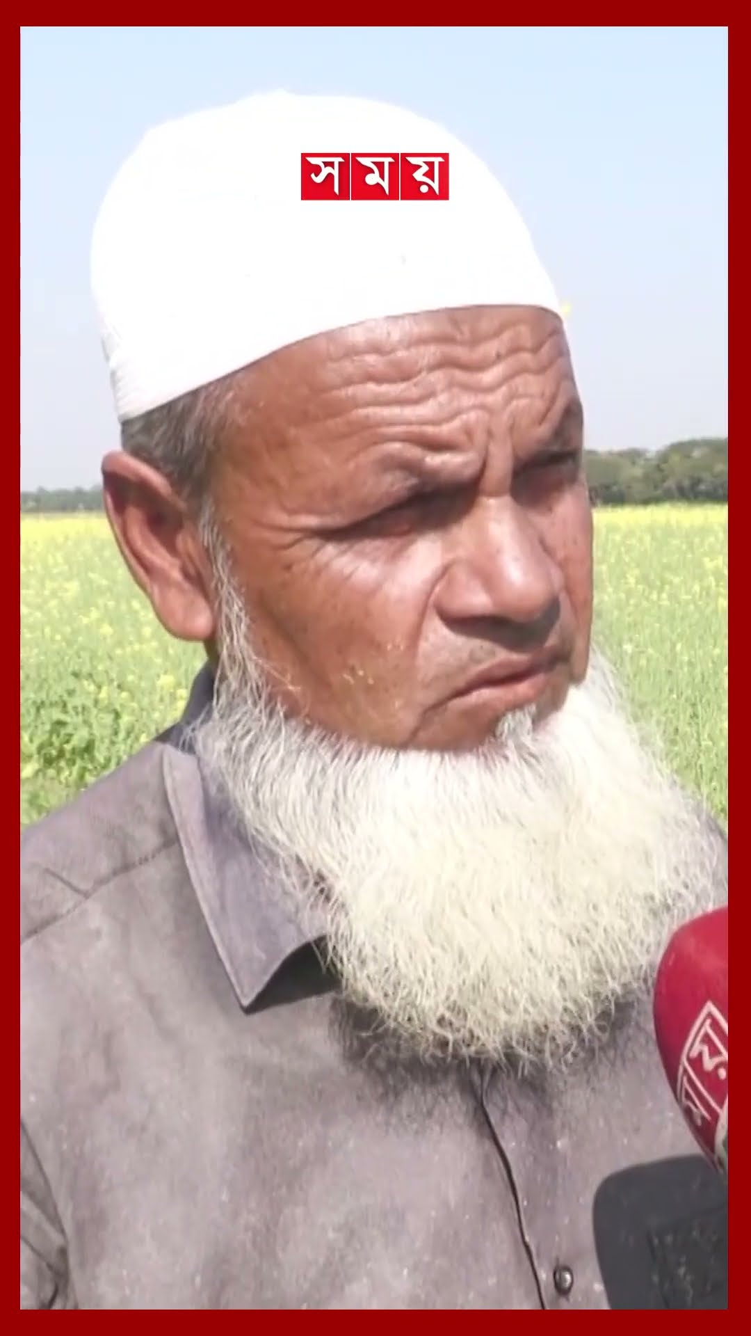 হাকালুকি হাওরে সরিষা চাষের হিড়িক #mustardfield #hakaluki #moulvibazar #cultivation #shorts #somoytv