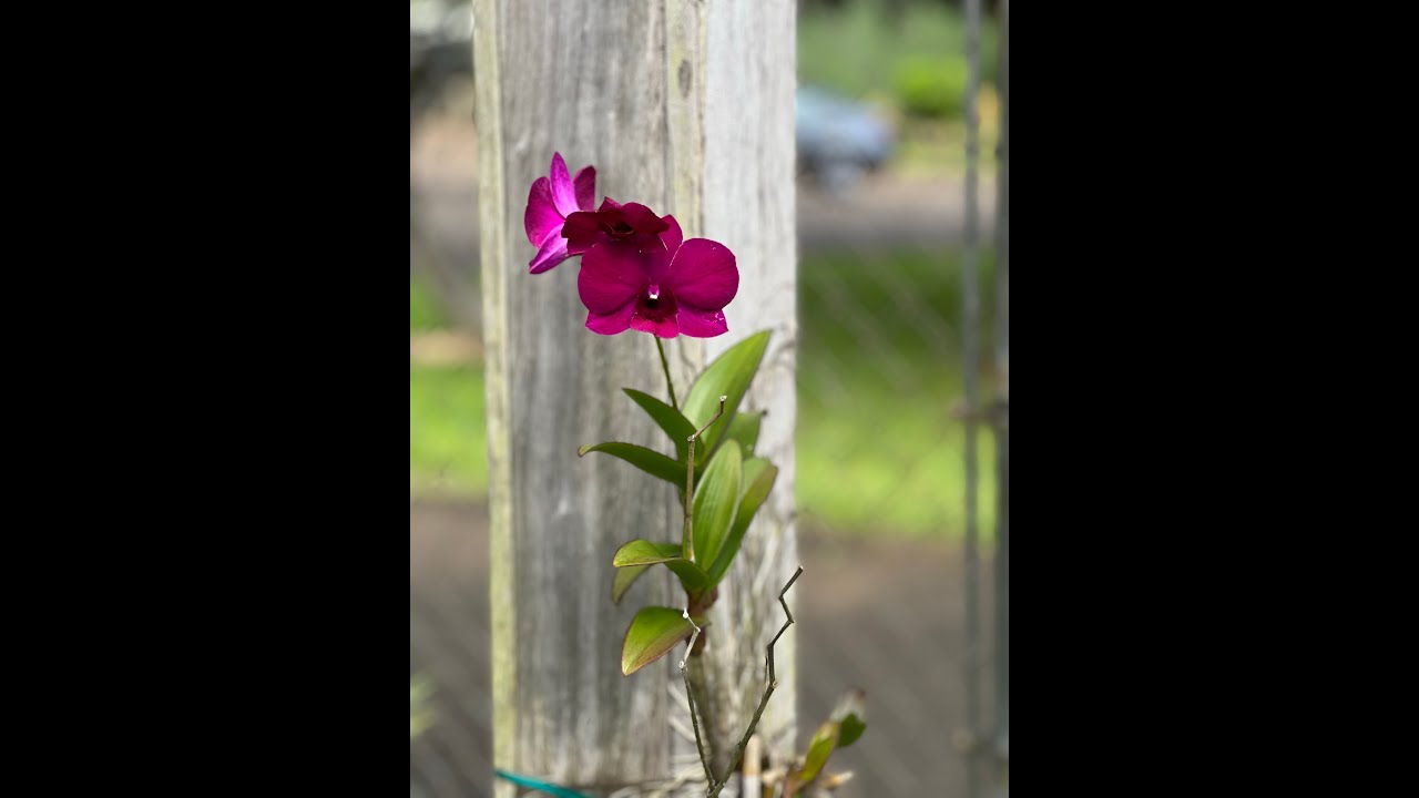 I want to help a friend w/ her orchid. She want to know if it's dying  😞Anyone able to advise what to do to help revive her? Tku in advance. : r/ orchids