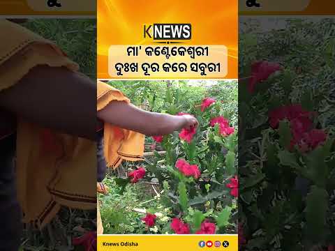 ମା' କଣ୍ଟେକେଶ୍ବରୀ ଦୁଃଖ ଦୂର କରେ ସବୁରୀ #knewsodisha