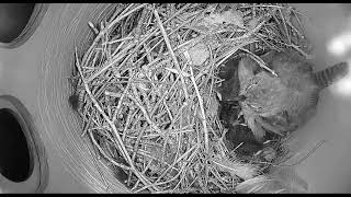 Ostdrossel wren nest cam live
