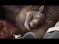 Впервые за 40 лет в немецком зоопарке родился вомбат