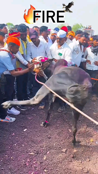 🔥FIRE🦅😱 #maharashtra #बैलगाडा #bailpremi #bailgada #bailgadasharyat