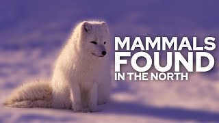 Top 10 Mammals Found In The North