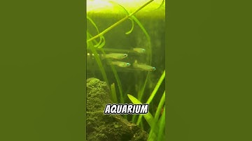 Thumbnail of Is A CO2 System Necessary For Every Planted Aquarium?