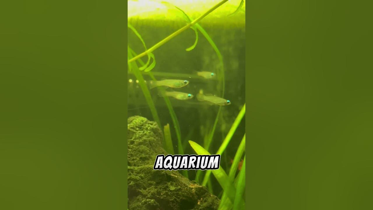 Is A CO2 System Necessary For Every Planted Aquarium?