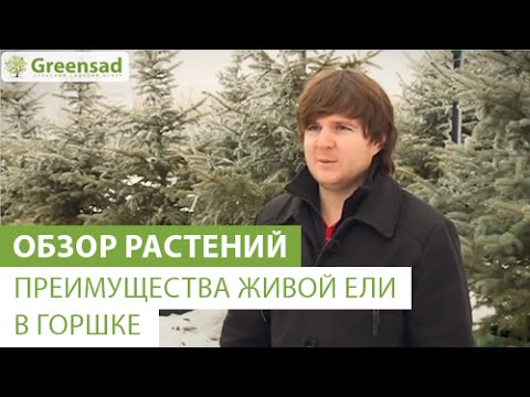 Преимущества живой ели в горшке. Сюжет телеканала Украина снятый в Greensad