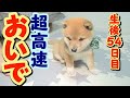 【豆柴】トレーニング本格始動！意外と賢い！【子犬】【多頭飼い】