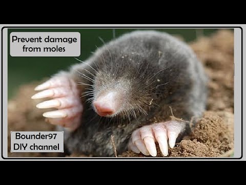 Home Remedies To Get Rid Of Moles In Lawn Home Remedies To Get Rid Of Moles In Lawn