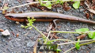 雄を見て行動するニホントカゲ Plestiodon japonicus 雌