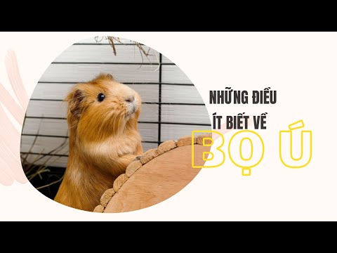 Video: Về Lợn Guinea Abyssinian - Hướng dẫn chăm sóc, giống, màu lông, nguồn gốc