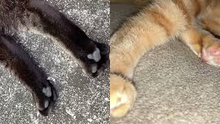 Two cute cat's paws or beans @mrmilosadventures #cat #pet #catlover #paws by Mr. Milo's Adventures 143 views 3 weeks ago 39 seconds