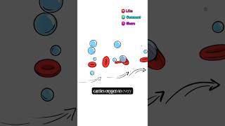 Why You Feel Tired All the Time? #Anemia #Hemoglobin #CBC #Hematology #LabMedicine #shorts