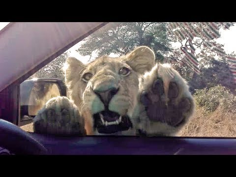 When a Wild Lion Tries to Get Inside Your Car!