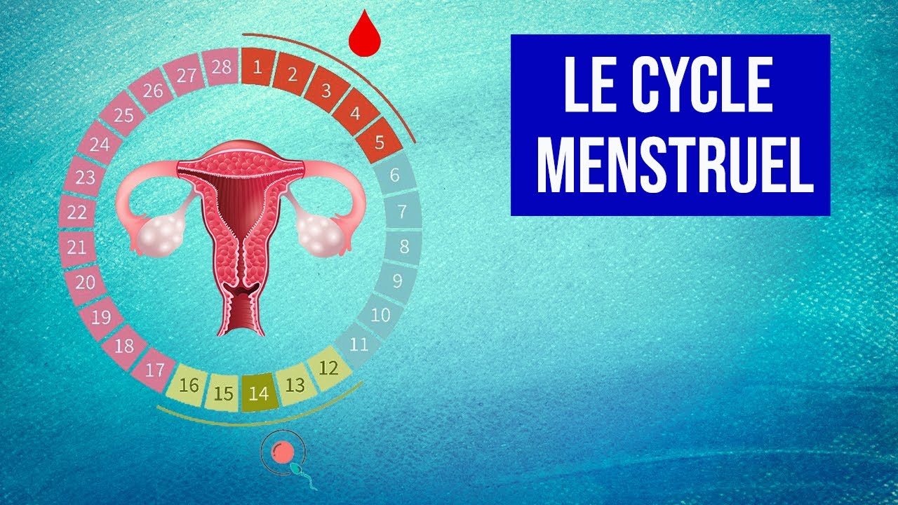 Le Cycle Menstruel