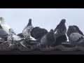 Продажа голубей Попко С В