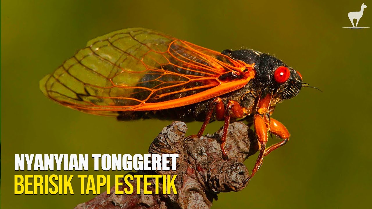 Tonggeret: Seniman Bunyi, Berisik Tapi Estetik