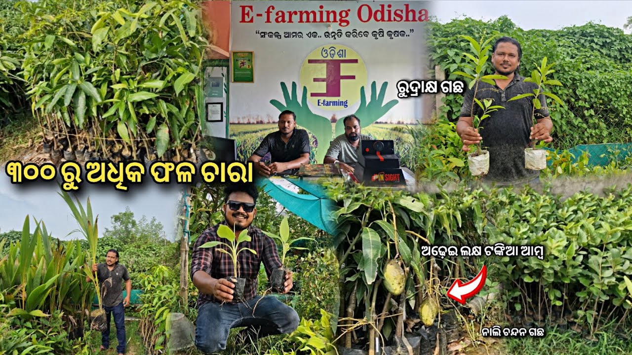 ମିଳିଗଲା ଅଢ଼େଇ ଲକ୍ଷ ଟଙ୍କିଆ ଆମ୍ବ ଚାରା ସାଙ୍ଗକୁ ନାଲି ଚନ୍ଦନ ଚାରା 😱 ୩୦୦ ରୁ ଉର୍ଦ୍ଧ Exotic ଗଛର ଚାରା ମିଳିବ