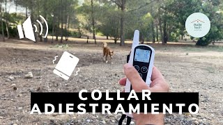 ✅ Experiencia con COLLAR de ADIESTRAMIENTO de perros: sonido, vibración y eléctrico.