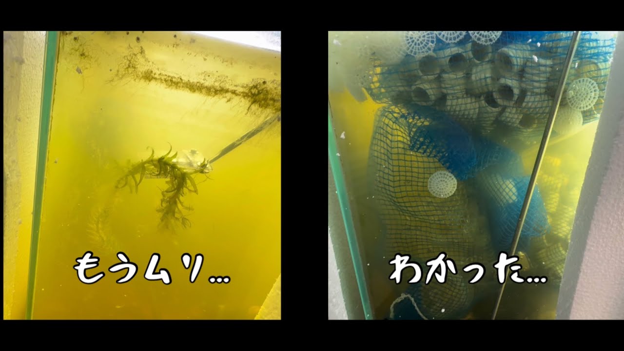 オオカナダモさんしょんべんの海で枯れる　流動ろ材導入