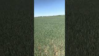 Time to do some spring chopping