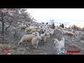 Tahıncı Emminin Koyun Sürüsü Dağdan geliyor - yakupcetincom - Dereköy, Bozkir