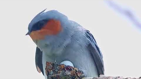 Crested treeswift (Hemiprocne coronata)