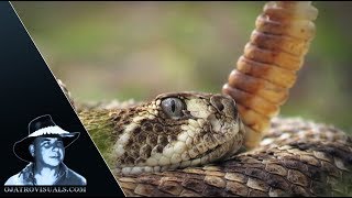 Western Diamondback Rattlesnake Alert 01