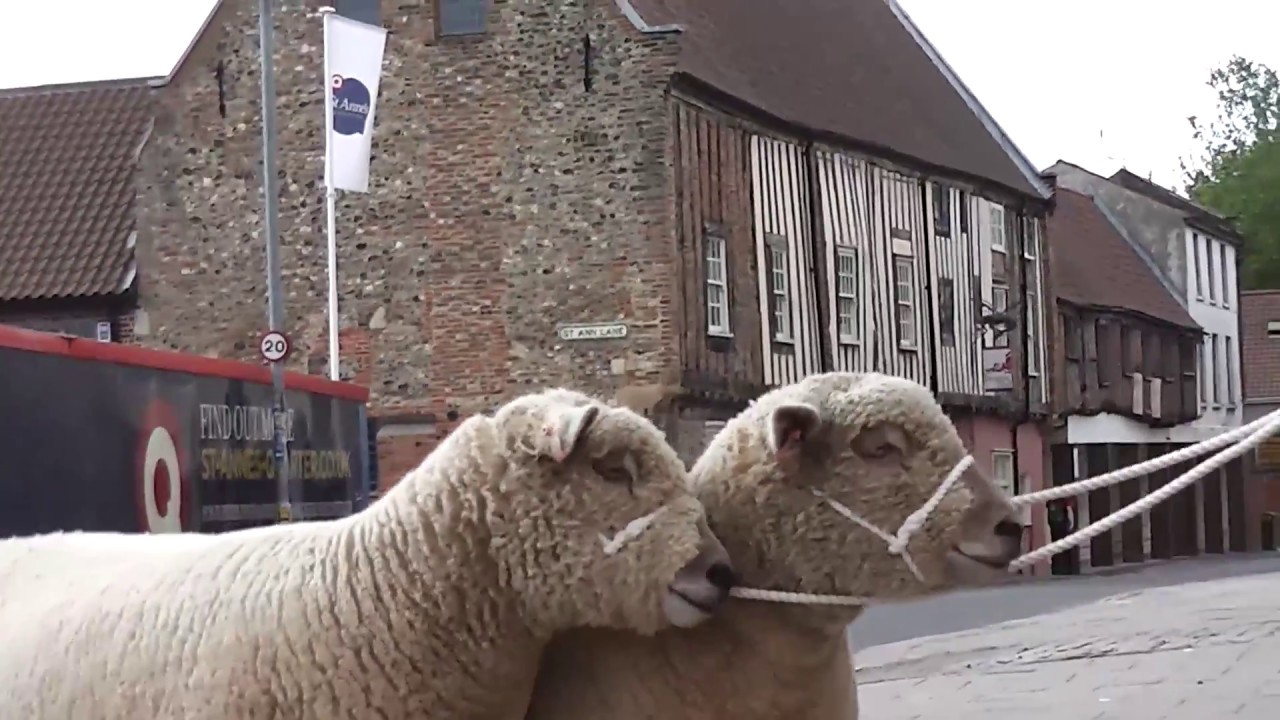 WOOL WEEK SHEEP DAY - YouTube