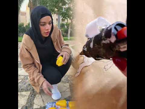 جتلكم بي فكرة الخير عمره ميروح قدرو تعبي وطلعوه اكسبلور انتظرو جزء تاني