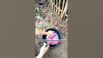 PANEN BUAH NAGA MERAH di kebun pekarangan pinggir Rumah#buahnaga#shorts