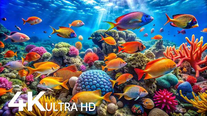 AQUARIUM 4K (ULTRA HD) - Beautiful Fish Swimming & Colorful Sea Life Video 🐠 Deep Sleep Music #8