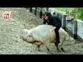 Funny Riding Animals || You Will Die Laughing || Funniest Animals Videos 2019