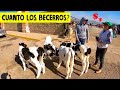 Mercado de Animales Actopan Hidalgo...Toros, caballos y vacas | desde $1500 - Parte 2