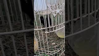 Download Lagu #shots ternyata ini penyebab anak burung ruak-ruak gagal jinak MP3