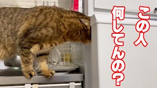 人間のマネをして冷蔵庫をコッソリ開ける猫スゴくね？？