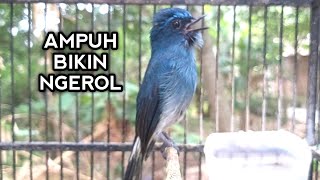 Pancingan ampuh Sikatan ninon / selendang biru bahan bikin langsung ngerol