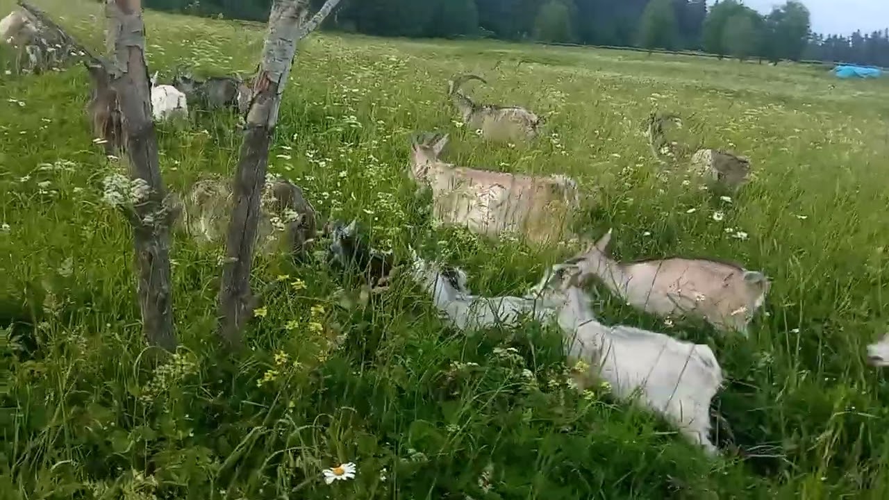Моё Хозяйство/Летний Выпас 2025 /Детёныши/Звери Едят Траву/Выпас Козликов