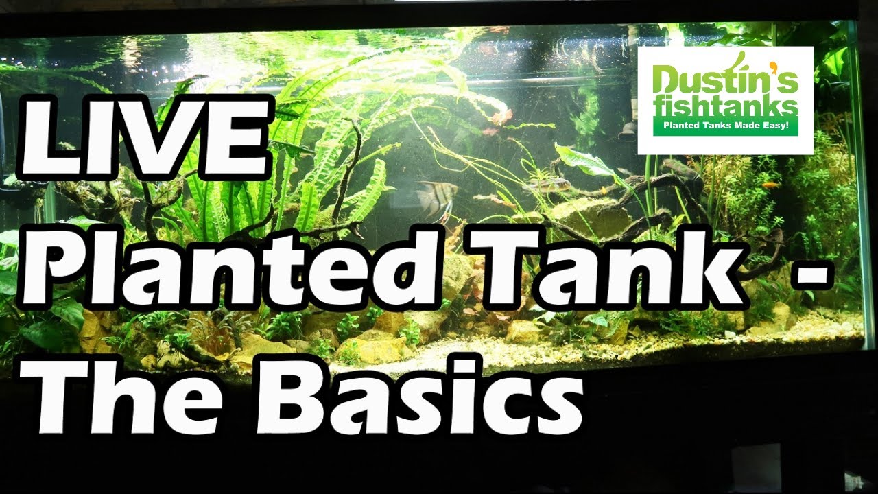 How To Grow Aquarium Plants in your Planted tank (and where to buy them