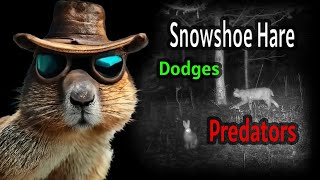 Snoeshoe Hare Dodges Predators