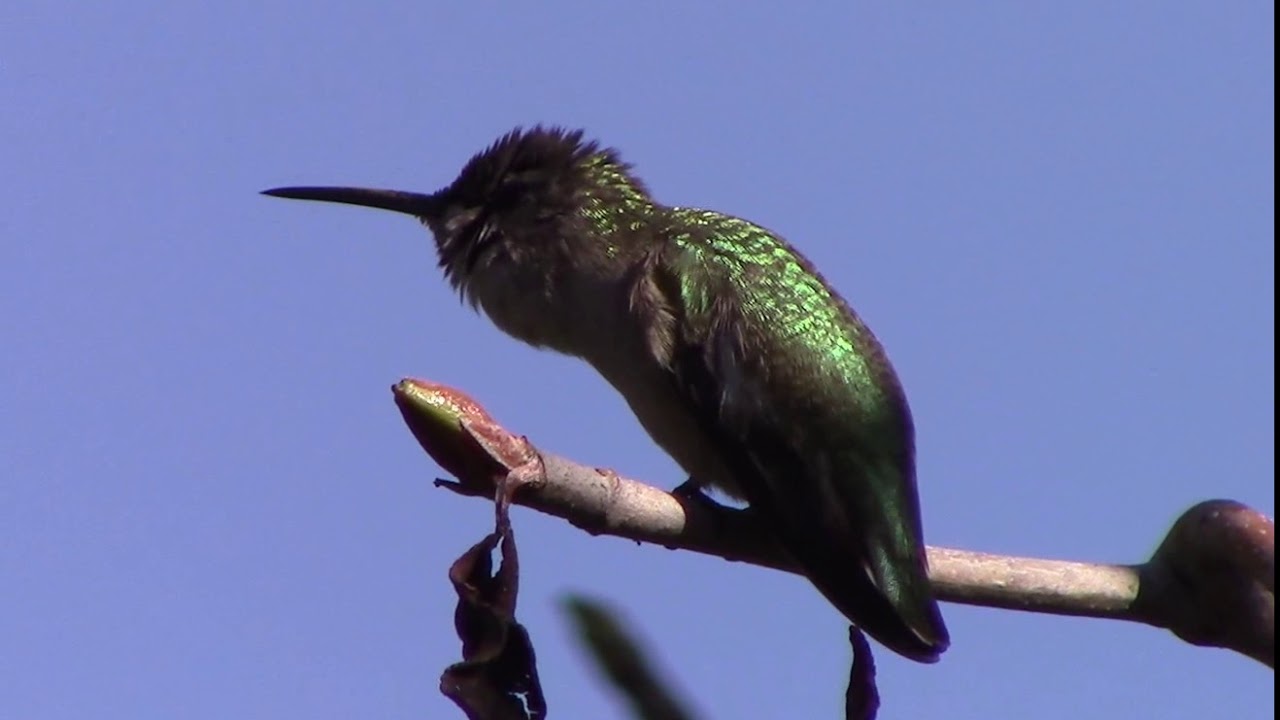 Female Song in Costa's hummingbird 