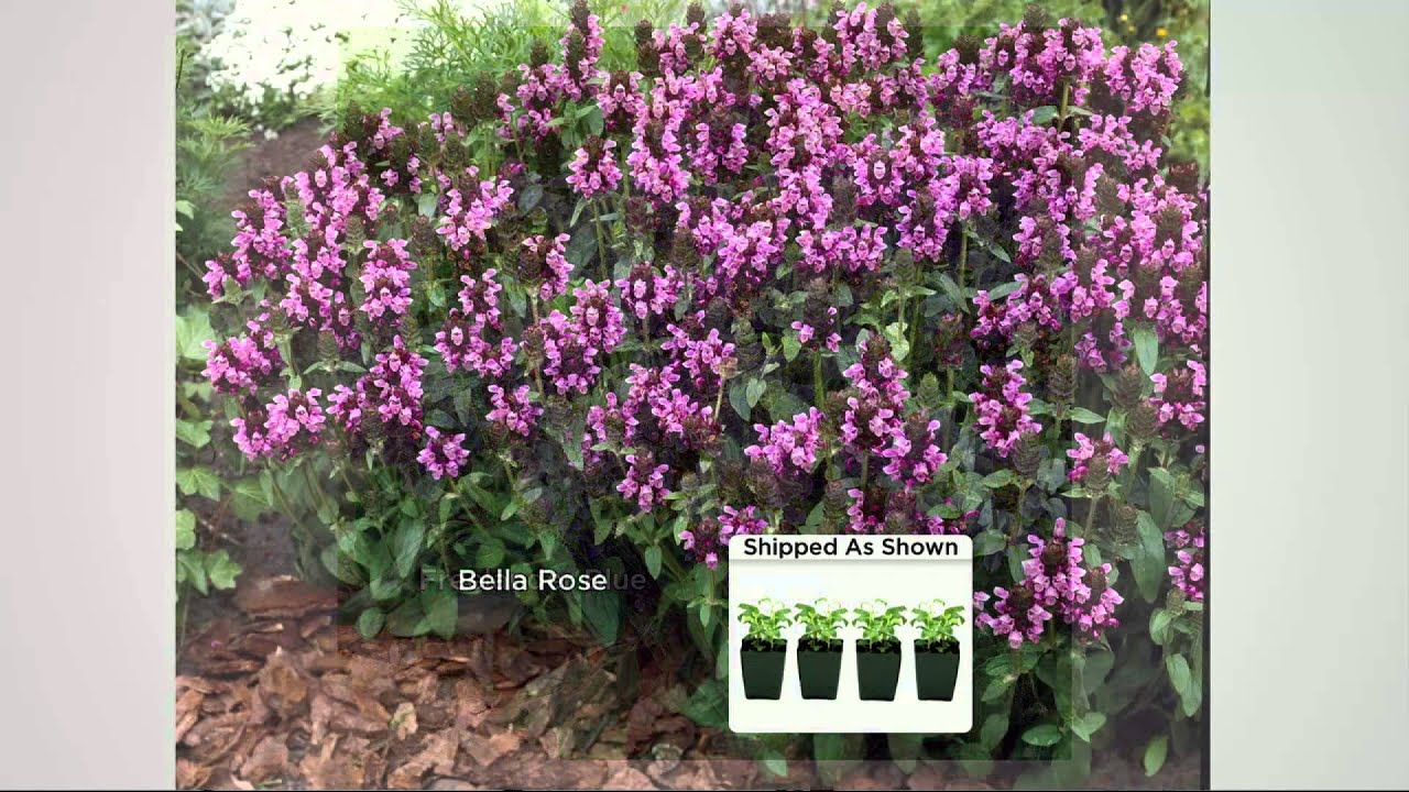 Roberta's 4-pc. English Shady Self Heal Prunella Plant Collection with Stacey Stauffer