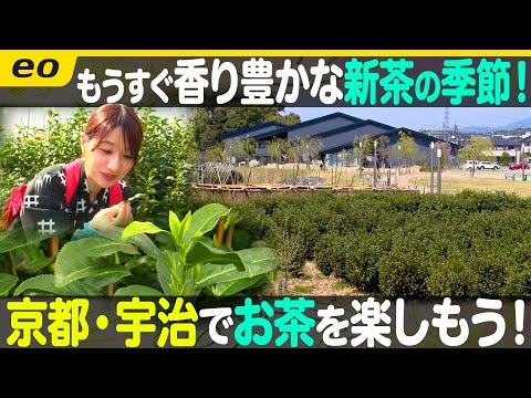 【京都観光】新茶の季節♪#宇治 でお茶体験!【ナジャ・グランディーバのチマタのハテナ】