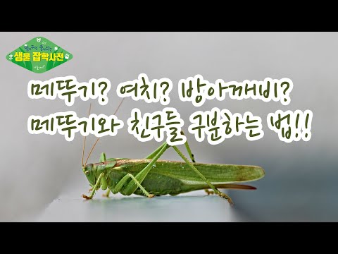 [알쓸생잡 9화] 메뚜기? 여치? 방아깨비? 메뚜기와 친구들 구분하는 법!!