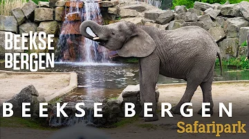 Safaripark Beekse Bergen 2025 ??????