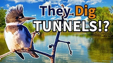 Belted Kingfishers: Masters of the water and sky