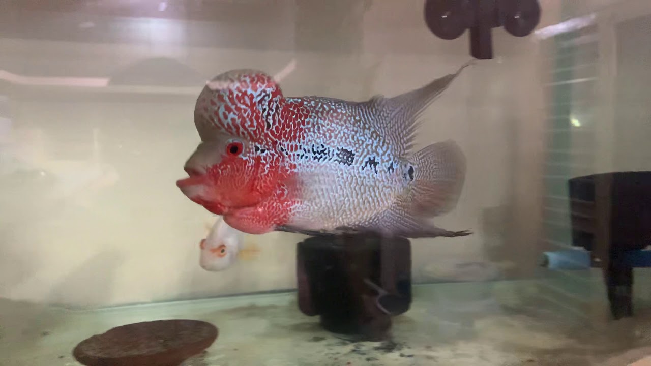 Flowerhorn breeding YouTube