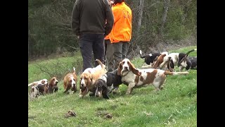 TAN du Club du Basset Hound 2019 by Iva Bohemia Horrido 4,474 views 4 years ago 11 minutes, 28 seconds