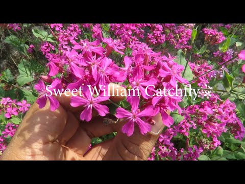 Video: Pianta perenni Catchfly - Come prendersi cura di una pianta dolce William Catchfly